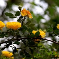 *** :: Павленко Михаил 