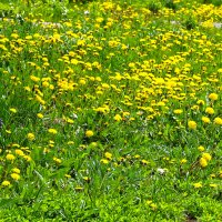 Одуванчиковый май :: Светлана 