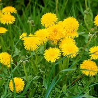 Одуванчиковый май :: Светлана 