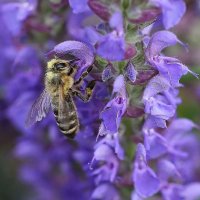 На шалфее :: ZNatasha -