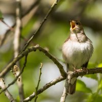 Соловей. :: Владимир Безбородов
