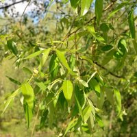 Листва мая :: Oleg4618 Шутченко Листва мая :: Oleg4618 Шутченко