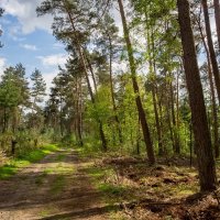 По лесу гуляя... :: Николай Гирш