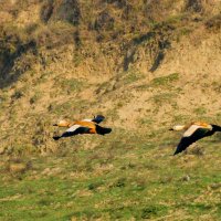 Летят летят ..... :: Георгий А