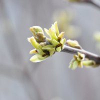 первые листики :: N_WORon 