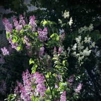 Весна с ароматом сирени.Чарует, волнует, пьянит,И кажется в эти мгновения, Всё к лучшему нам изменит :: Любовь 