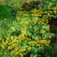 Весна :: Ирина Соловьёва