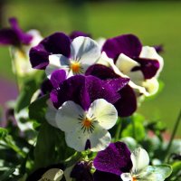 Кружатся в танце лепестки.. :: Татьян@ Ивановна