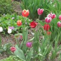 Тюльпаны - вестники весны :: Дмитрий Никитин