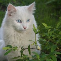 Кот Пушок :: Сергей Целищев