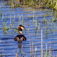 Большая поганка, или чомга. :: Yuri Chudnovetz Большая поганка, или чомга. :: Yuri Chudnovetz