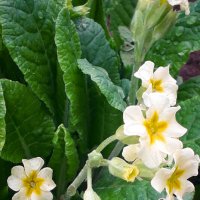 Примула. :: Светлана Кузнецова