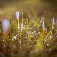 Осеннее пробуждение. :: Анатолий Щербак