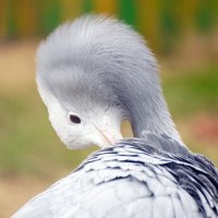 Журавль  Стэнли :: Иван Литвинов