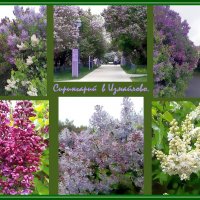 Сиреневый сад  в Москве на Щёлковском шоссе. :: Ольга Довженко