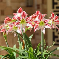 Амариллис. :: Оля Богданович Амариллис. :: Оля Богданович