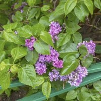 Сирень в дождливый день :: Валерий Иванович