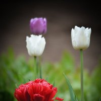 Тюльпаны :: Андрей Шейко Тюльпаны :: Андрей Шейко