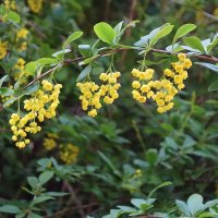 Цветет Барбарис обыкновенный :: Рита Симонова