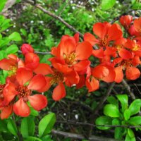 Айва цветёт :: Людмила Смородинская Айва цветёт :: Людмила Смородинская