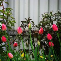 Красота :: Людмила Смородинская