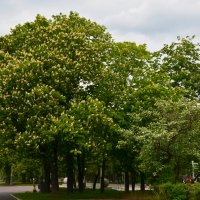 Весенняя Москва. МГУ. :: Наташа ***** Весенняя Москва. МГУ. :: Наташа *****