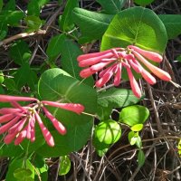 май :: Елена Шаламова