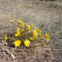 апрель :: Елена Шаламова апрель :: Елена Шаламова