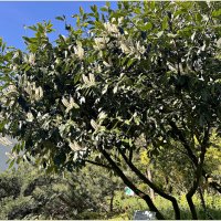 Лавровишня. :: Валерия Комова Лавровишня. :: Валерия Комова