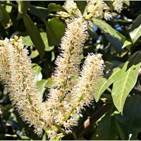 Цветёт лавровишня. :: Валерия Комова