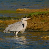 Серая цапля :: Георгий А