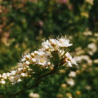 В цвету :: Любовь Иванова