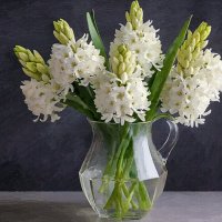 Гиацинт :: Aleksey Afonin