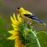 Американский чиж :: Aleksey Afonin