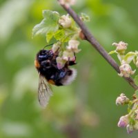 Шмель на смородине :: Руслан Веселов