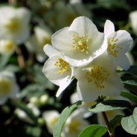 Чубушник, а попросту жасмин :: Татьяна Смоляниченко