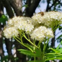 Цветёт рябина :: Валентина Богатко Цветёт рябина :: Валентина Богатко