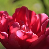 Тюльпашка .. :: Татьян@ Ивановна Тюльпашка .. :: Татьян@ Ивановна