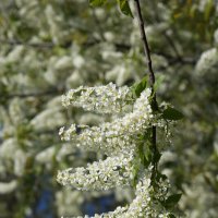 Черёмуха :: Наталия Григорьева Черёмуха :: Наталия Григорьева