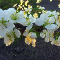 *** :: Галина Полина