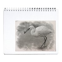 Малая белая цапля :: Алевтина Малая белая цапля :: Алевтина