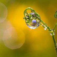 Капелька :: Андрей Пристяжнюк