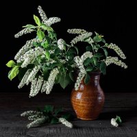 Черемуховый :: Георгий Кулаковский