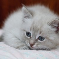 НЮША :: Володька Завитушкин