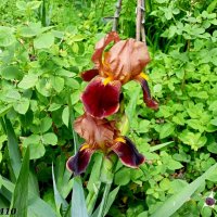 Весна :: Нина Бутко