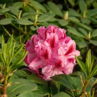 Рододендрон... :: Николай Гирш Рододендрон... :: Николай Гирш