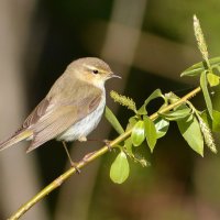 Теньковка :: Владислав Иопек