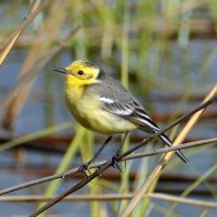 Жёлтоголовая трясогузка :: Владислав Иопек Жёлтоголовая трясогузка :: Владислав Иопек