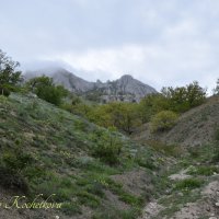 Природа Крыма :: Amazing Cosmea