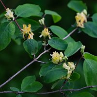 Весна :: краснов юрий 